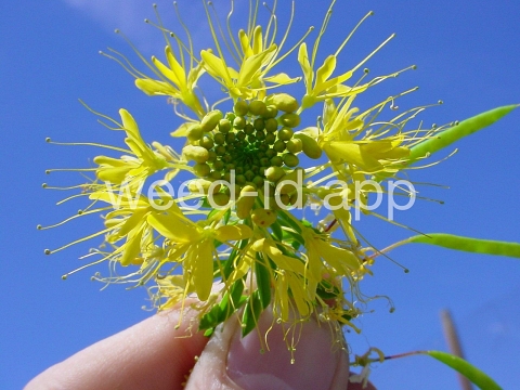 beeplant, yellow